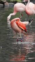 Gorgeous pink flamingos on the lake. Lot of flamingos hibernate in warm areas waiting to return home. American flamingo or Caribbean flamingo is looking for food in water. High quality vertical shot video