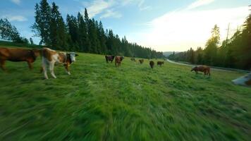 Rural scene with cows grazing in meadow, a peaceful agricultural setting video