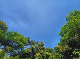 A tree with lush leaves againts a sky background photo