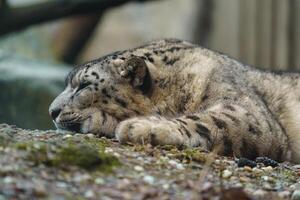 Portrait of Snow leopard in zoo photo