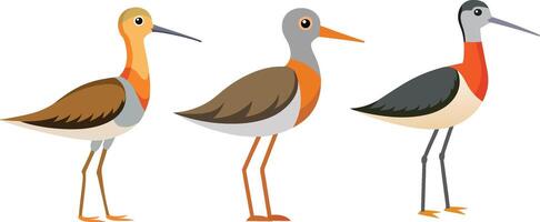 Flat color image of beautiful bird of Shorebirds on white background vector