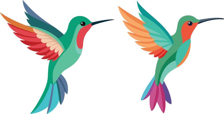 Flat color image of beautiful bird of Hummingbird on white background