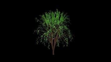 Tree Animation With Leaves Alpha Channel Transparent Background. 4K Resolution video
