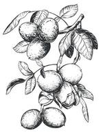 Linear sketch of a walnut branch. Hand drawn ink drawing of nut. Illustration for menu, packaging, label. Outline illustration using engraving technique on a white background. vector