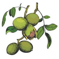 Walnuts hand drawn. Branch with leaves and ripe nuts. illustration in color engraving technique. Ingredient for nut paste, oil, Nocino liqueur. For packaging design. Linear ink drawing. vector