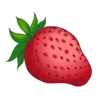 sketch of the strawberry on white background vector