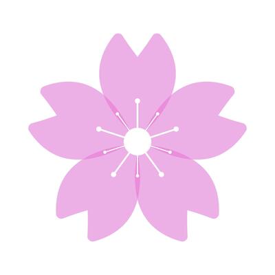 Cherry blossoms are the spring flower of Japan.