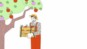 Male farm worker picking apples in crate line 2D character animation. Orchard harvesting flat color cartoon 4K , alpha channel. Happy european countryman animated person on white background video