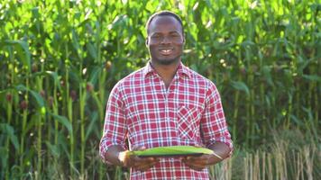 Harvesting Corn in a Field. Black man stands in front of a corn field holding a green tray with corn video