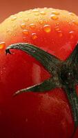 Tomato with drops, macro tomatoes, closeup of red tomato video