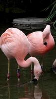 Gorgeous pink flamingos on the lake. Lot of flamingos hibernate in warm areas waiting to return home. American flamingo or Caribbean flamingo is looking for food in water. High quality vertical shot video