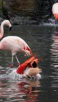 Flamingos courting just in advance of mating season. Flamboyance of Flamingo During Mating Season, doing mating Dance during mating season on the lake in the National park. Vertical shot video