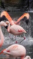 Flamingos courting just in advance of mating season. Flamboyance of Flamingo During Mating Season, doing mating Dance during mating season on the lake in the National park. Vertical shot video