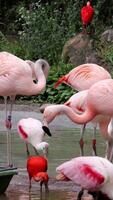 Gorgeous pink flamingos on the lake. Lot of flamingos hibernate in warm areas waiting to return home. American flamingo or Caribbean flamingo is looking for food in water. High quality vertical shot video