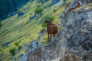 Mountain goats grazing in the Carpathian Mountains of Romania. The happy goat runs on the steep rocks. photo