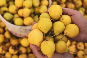 Yellow pears in a basket on the counter of a farmers market. photo