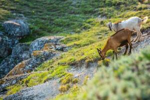Mountain goats grazing in the Carpathian Mountains of Romania. The happy goat runs on the steep rocks. photo