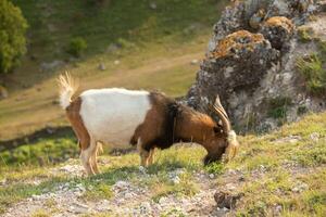 Mountain goats grazing in the Carpathian Mountains of Romania. The happy goat runs on the steep rocks. photo