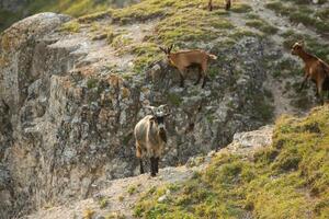 Mountain goats grazing in the Carpathian Mountains of Romania. The happy goat runs on the steep rocks. photo