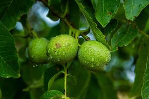 Green walnuts on a tree in the garden with drops of water. The walnut tree grows waiting to be harvested. Ripe nuts. photo
