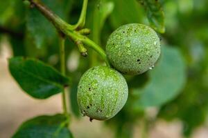 Green walnuts on a tree in the garden with drops of water. The walnut tree grows waiting to be harvested. Ripe nuts. photo