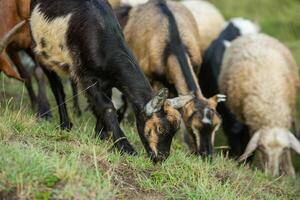 Mountain goats grazing in the Carpathian Mountains of Romania. The happy goat runs on the steep rocks. photo