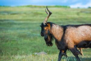 Mountain goats grazing in the Carpathian Mountains of Romania. The happy goat runs on the steep rocks. photo