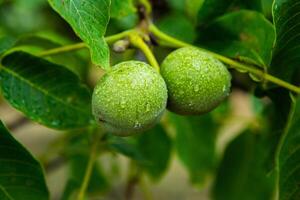 Green walnuts on a tree in the garden with drops of water. The walnut tree grows waiting to be harvested. Ripe nuts. photo