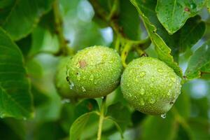 Green walnuts on a tree in the garden with drops of water. The walnut tree grows waiting to be harvested. Ripe nuts. photo