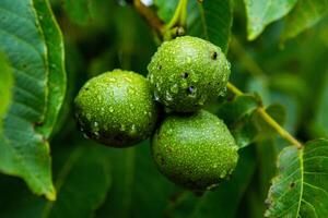 Green walnuts on a tree in the garden with drops of water. The walnut tree grows waiting to be harvested. Ripe nuts. photo