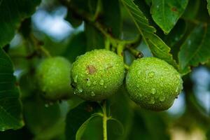 Green walnuts on a tree in the garden with drops of water. The walnut tree grows waiting to be harvested. Ripe nuts. photo