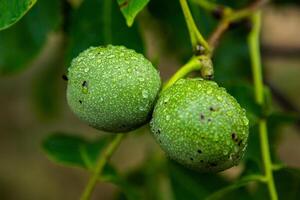 Green walnuts on a tree in the garden with drops of water. The walnut tree grows waiting to be harvested. Ripe nuts. photo