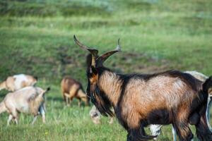 Mountain goats grazing in the Carpathian Mountains of Romania. The happy goat runs on the steep rocks. photo