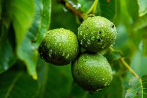Green walnuts on a tree in the garden with drops of water. The walnut tree grows waiting to be harvested. Ripe nuts. photo