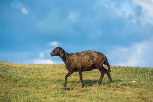 Mountain goats grazing in the Carpathian Mountains of Romania. The happy goat runs on the steep rocks. photo