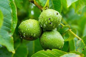 Green walnuts on a tree in the garden with drops of water. The walnut tree grows waiting to be harvested. Ripe nuts. photo
