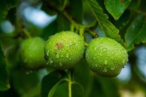 Green walnuts on a tree in the garden with drops of water. The walnut tree grows waiting to be harvested. Ripe nuts. photo