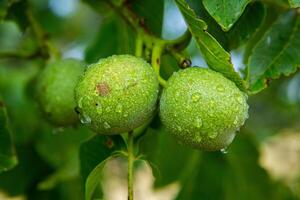 Green walnuts on a tree in the garden with drops of water. The walnut tree grows waiting to be harvested. Ripe nuts. photo