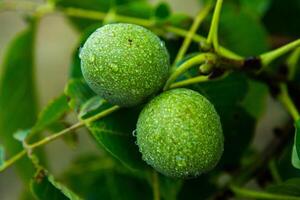 Green walnuts on a tree in the garden with drops of water. The walnut tree grows waiting to be harvested. Ripe nuts. photo