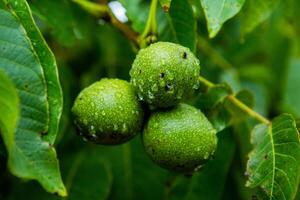Green walnuts on a tree in the garden with drops of water. The walnut tree grows waiting to be harvested. Ripe nuts. photo