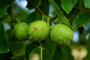 Green walnuts on a tree in the garden with drops of water. The walnut tree grows waiting to be harvested. Ripe nuts. photo