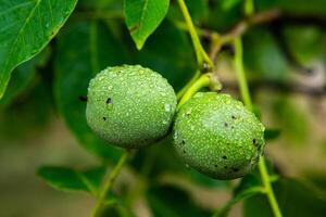 Green walnuts on a tree in the garden with drops of water. The walnut tree grows waiting to be harvested. Ripe nuts. photo