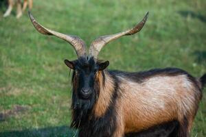 Mountain goats grazing in the Carpathian Mountains of Romania. The happy goat runs on the steep rocks. photo