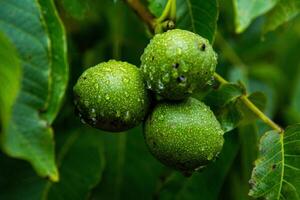 Green walnuts on a tree in the garden with drops of water. The walnut tree grows waiting to be harvested. Ripe nuts. photo