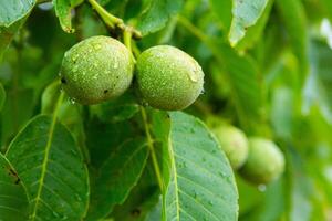 Green walnuts on a tree in the garden with drops of water. The walnut tree grows waiting to be harvested. Ripe nuts. photo