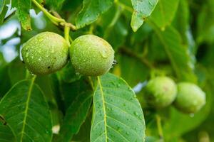 Green walnuts on a tree in the garden with drops of water. The walnut tree grows waiting to be harvested. Ripe nuts. photo