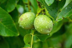Green walnuts on a tree in the garden with drops of water. The walnut tree grows waiting to be harvested. Ripe nuts. photo