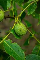 Green walnuts on a tree in the garden with drops of water. The walnut tree grows waiting to be harvested. Ripe nuts. photo
