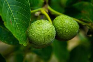 Green walnuts on a tree in the garden with drops of water. The walnut tree grows waiting to be harvested. Ripe nuts. photo