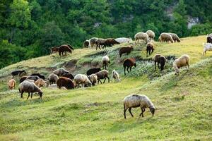 Mountain goats grazing in the Carpathian Mountains of Romania. The happy goat runs on the steep rocks. photo